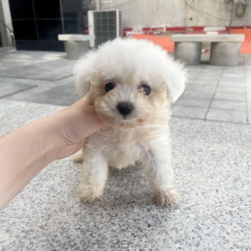 가벼운 피부염 때문에 분양이 안되고 있는 아가 말티푸 입니다