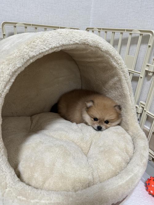 3개월 포메라니안