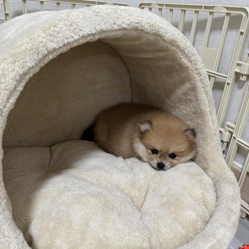 3개월 포메라니안