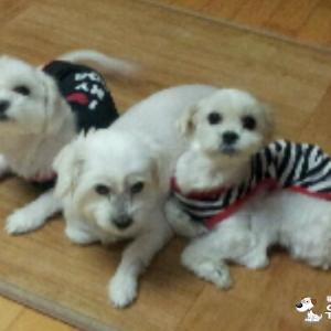 사례금 300만원 이름은 안나 암컷