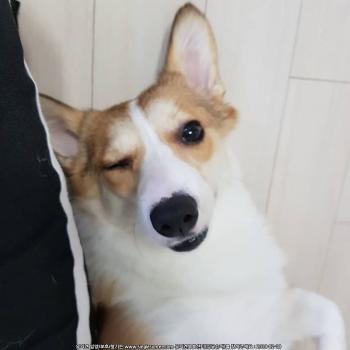 웰시코기찾아요