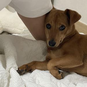 천안 강아지 분양해요