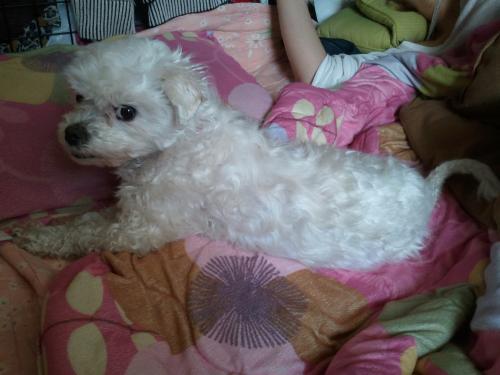 유기견.강아지 임시 보호중 - 남동구 만수3동/흰색/말티즈+푸들 믹스견? 보호중입니다.