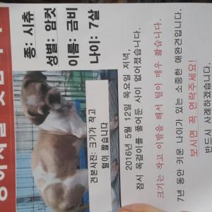 (서울 노원구) 유기견 찾습니다