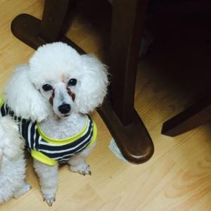 구로구 개봉동/오류동/광명사거리 화이트푸들 여아