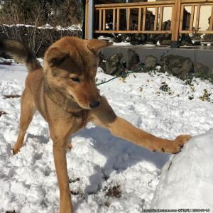 식빵이찾아요 진돗개