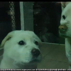 하얀 백구 찾습니다. 3개월 조금 넘었어요.
