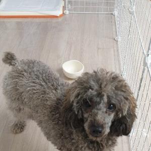 저희 푸들을 찾습니다