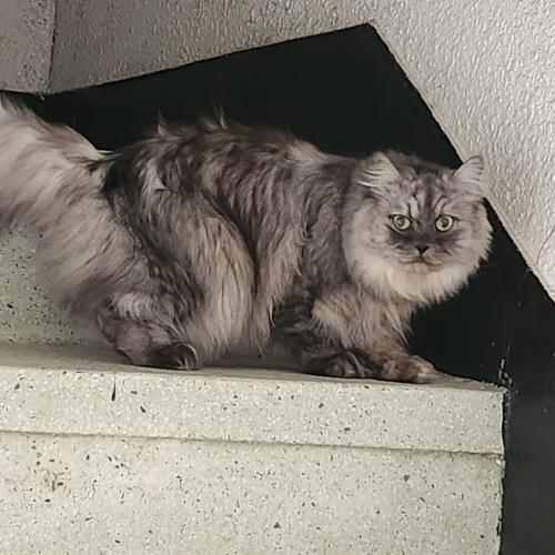 페르시안 친칠라 회색 고양이 찾아요