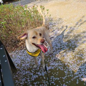 후암동 근처에서 잃어버렸습니다 보신 분이 있다면 연락부탁드립니다