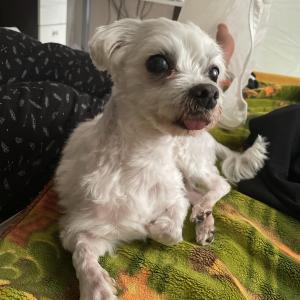 저희집 강아지를 찾습니다..