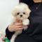 말티즈 닮은 화이트 말티푸 왕자님 분양해요