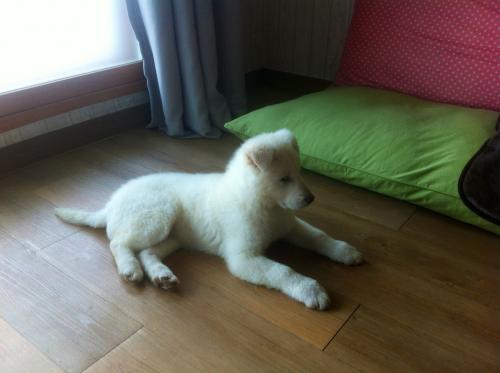 유기견.강아지 임시 보호중 서울/흰색/진돗개(비슷) : 백구 강아지 보호중입니다.