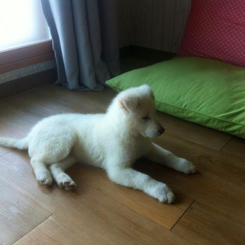 유기견.강아지 임시 보호중 서울/흰색/진돗개(비슷) : 백구 강아지 보호중입니다.