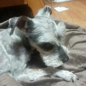 별이( 슈나우저) 를 찾습니다.