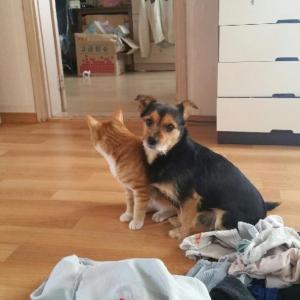 용인에서 잃어버린 원이를찾습니다