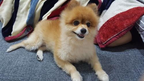 갈색포메 주인을 찾습니다.