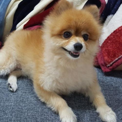 갈색포메 주인을 찾습니다.