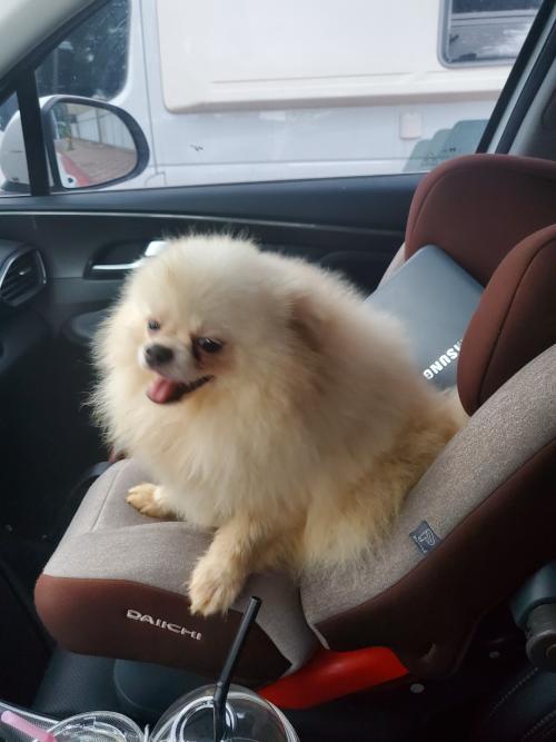 포메 8개월 크림색 수컷