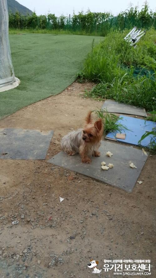 4일만에요키주인을  찾았어요^^♡