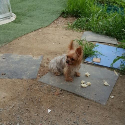 4일만에요키주인을  찾았어요^^♡