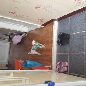 개금, 당감동 말티즈 찾습니다