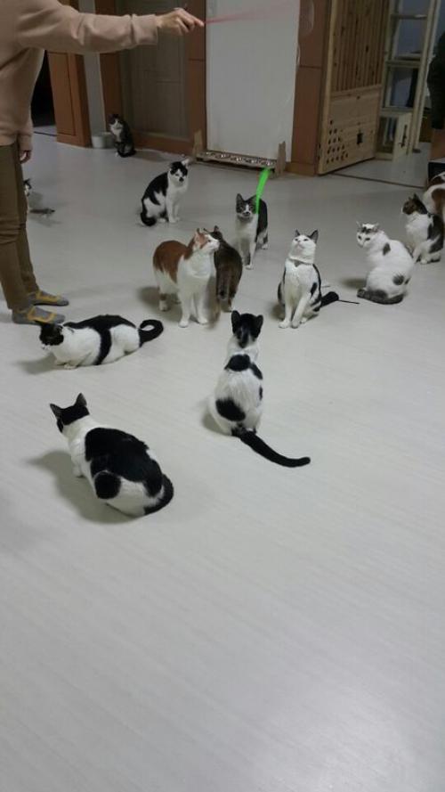 전국 고양이 무료입양 해드립니다