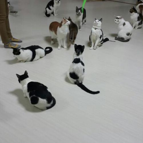 전국 고양이 무료입양 해드립니다