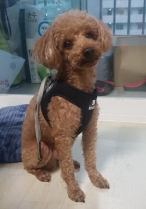 동작구 사당동)주인을 찾습니다. 갈색푸들남아