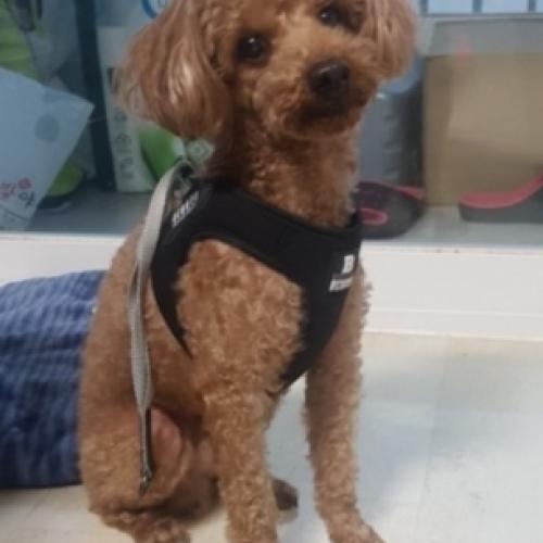 동작구 사당동)주인을 찾습니다. 갈색푸들남아