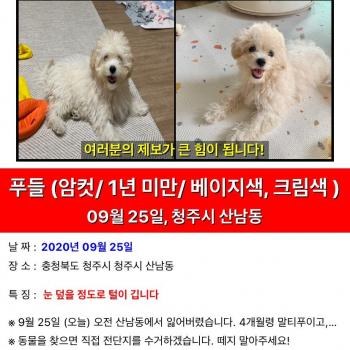 베이지/크림색 말티푸 찾아요! (청주시 산남동 인근)