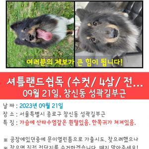 검정색하얀색 셔틀랜드쉽독을 찾습니다.