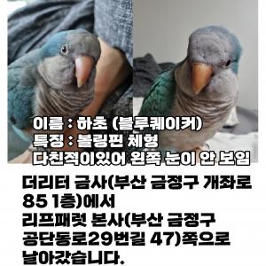 부산 금정구 앵무새 찾습니다