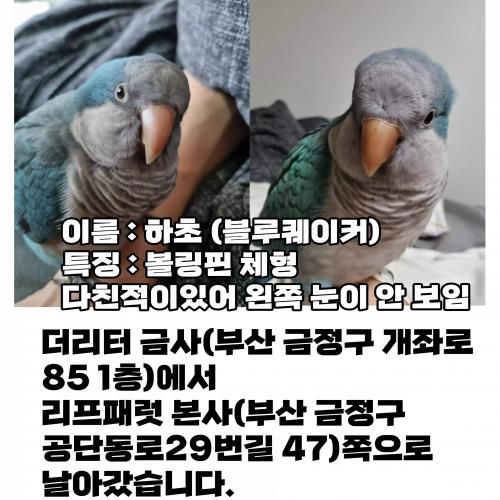 부산 금정구 앵무새 찾습니다