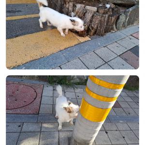 강아지를 찾습니다.