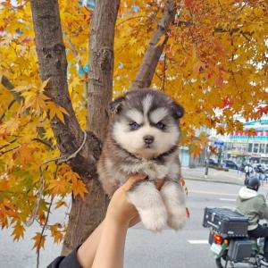 폼스키분양 어디서도 볼 수 없는 고퀄리티 미니폼스키분양! 이쁘고 건강한 아가 소중한 인연을 찾고있습니다