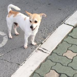 우리 천국이를 찾습니다