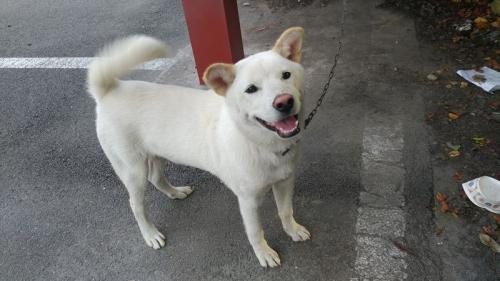 백구 주인을 찾습니다