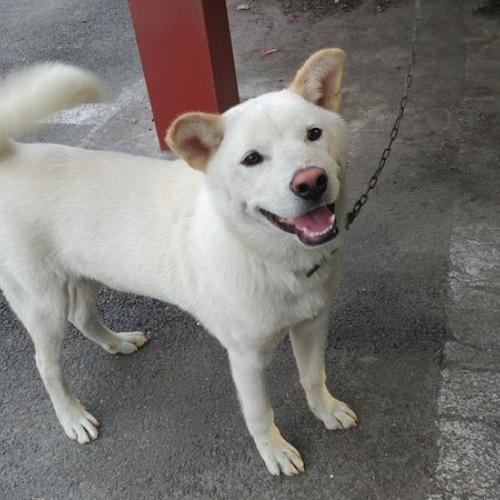 백구 주인을 찾습니다