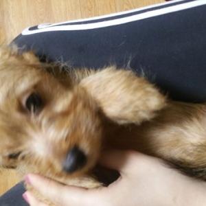 웰시코기 토이푸들 믹스견