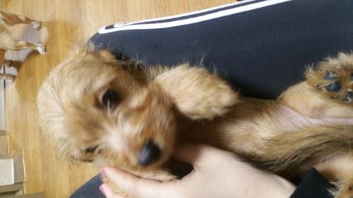 웰시코기 토이푸들 믹스견