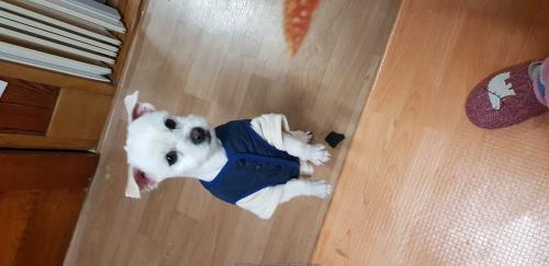 두살 강아지 새가족 찾아요