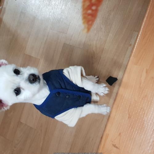 두살 강아지 새가족 찾아요