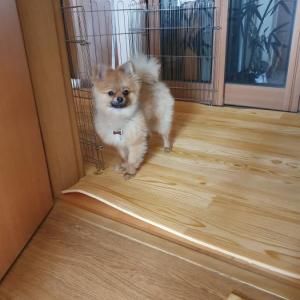 !강아지 찾습니다!
