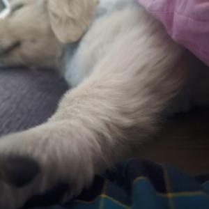 2~3개월 정도된 순종 골든리트리버 찾습니다 남자에요