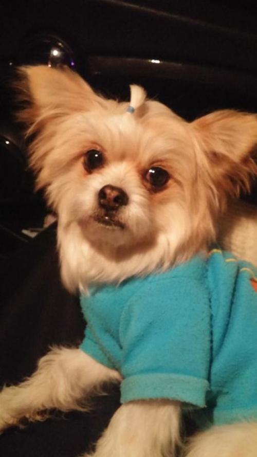 유기견. 강아지를 보호하고 있습니다. 찾은곳은 경기도 양평.