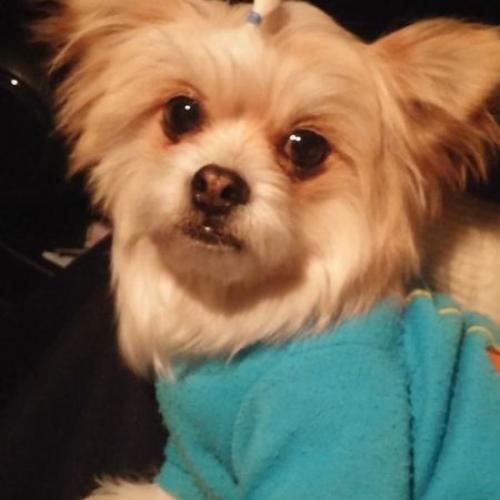 유기견. 강아지를 보호하고 있습니다. 찾은곳은 경기도 양평.