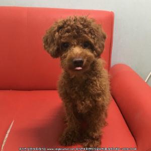 갈색 푸들 남아 찾습니다.