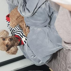 부산진구갈색푸들찾아요