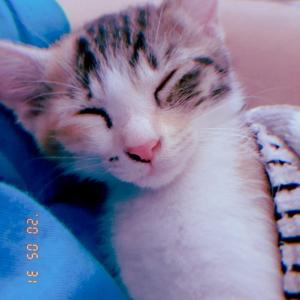 우리 아가 찾아요 (고양이)